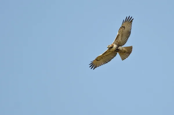 Falco dalla coda rossa immaturo che vola in cielo blu — Foto Stock