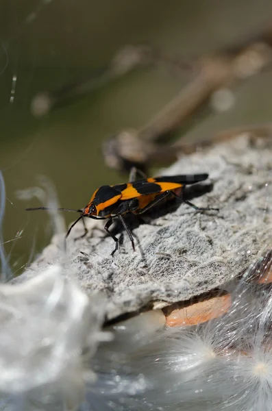 Milkweed Bug descansando em uma vagem de milkweed — Fotografia de Stock