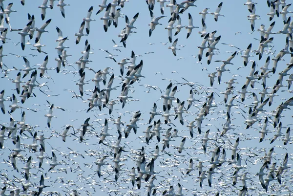 Велика зграя снігових гусей у польоті — стокове фото