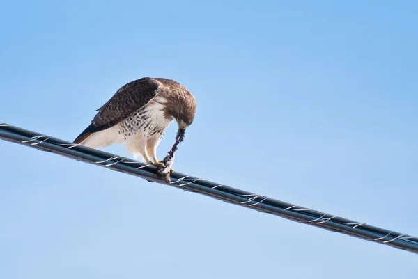 Red-Tailed Hawk Feeding on Catch — Stock Photo, Image