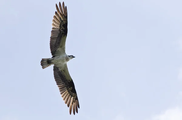 Fischadler auf der Flucht — Stockfoto