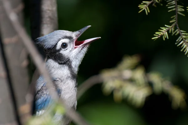 Imaturo azul jay cantar no árvore — Fotografia de Stock