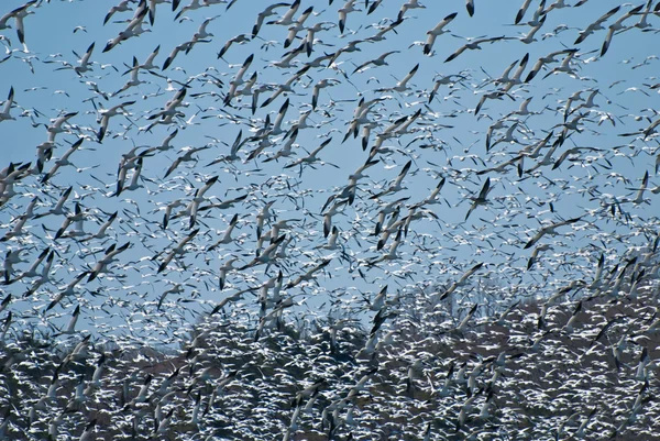 雪のガチョウの飛行中の大規模な群れ — ストック写真