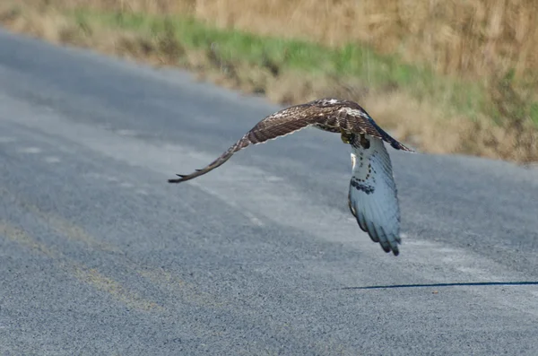 Immature Red-Tailed Hawk Flying Down Highway — Stock Photo, Image