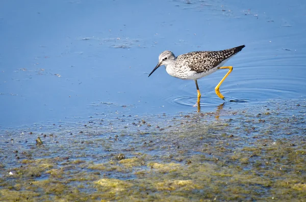 Grotere geelpootruiter snadpiper — Stockfoto