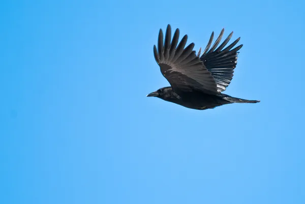 Corneille américaine volant dans un ciel bleu clair — Photo