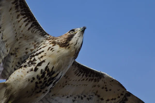 Omogna röd - tailed hök flyger i blå himmel — Stockfoto