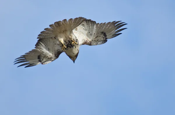 Falcão de cauda vermelha imatura voando no céu azul — Fotografia de Stock