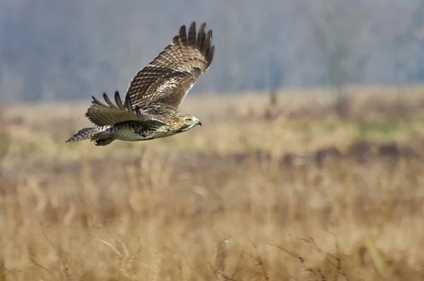 Red-Tailed Hawk Hunting Over Marsh — Stock Photo, Image