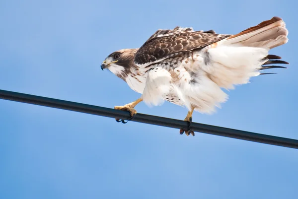 Red-Tailed Hawk Perched on Wire — Stock Photo, Image