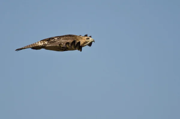 Omogna röd - tailed hök flyger med fingertopparna extended — Stockfoto