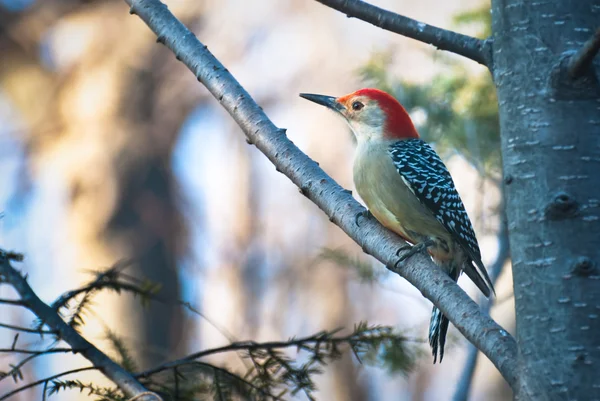 红腹啄木鸟栖息在树上 — 图库照片