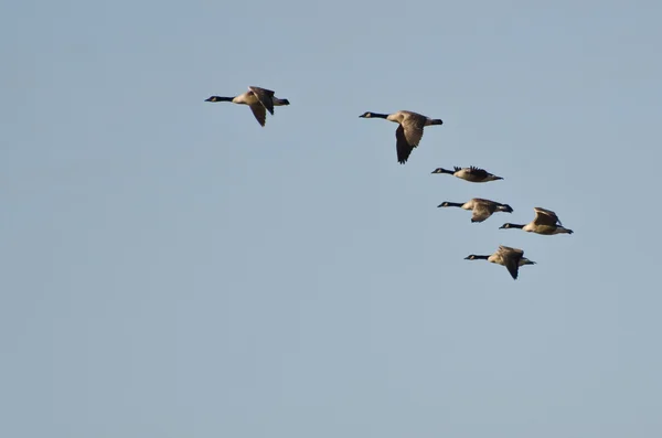 Šest Kanady husy létání ve formaci — Stock fotografie