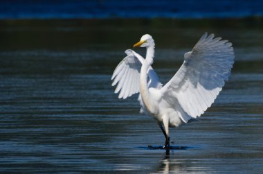 Büyük ak balıkçıl sığ suya iniş