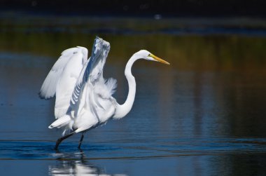 uçuş alarak büyük ak balıkçıl