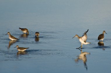 arkadaşlar arasında açılış kum kuşu
