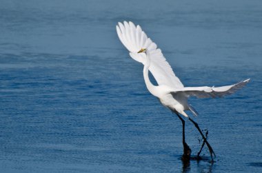 Büyük ak balıkçıl sığ suya iniş