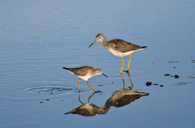 sığ suda iki çulluk