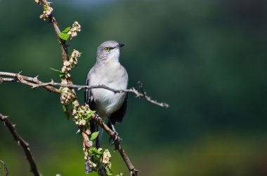 Northern Mockingbird Perched in a Tree clipart