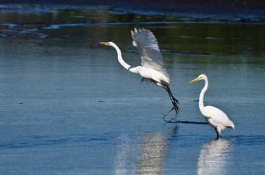 uçuş alarak büyük ak balıkçıl