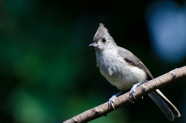 Tufted Titmouse Perched on a Branch — Stock Photo, Image