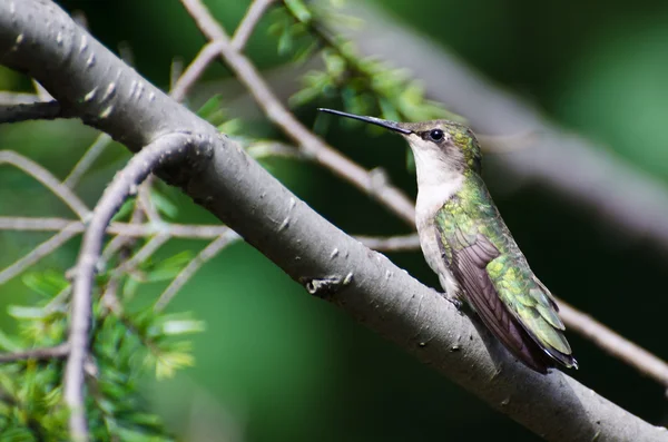 Ruby throated hummingbird uppflugen i ett träd — Stockfoto