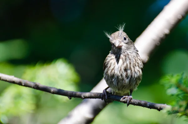 House Finch Having a Bad Hair Day — Stock Photo, Image