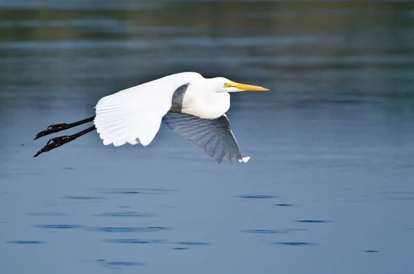 Great Egret volando sobre el pantano —  Fotos de Stock