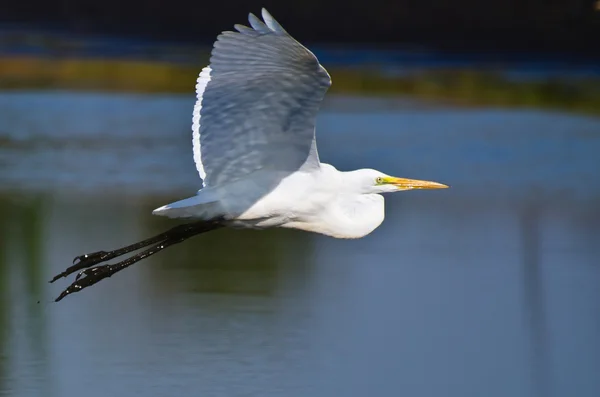 Grande Egret voando sobre o pântano — Fotografia de Stock