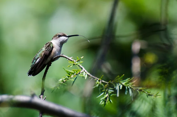 Colibrí sacando su lengua —  Fotos de Stock