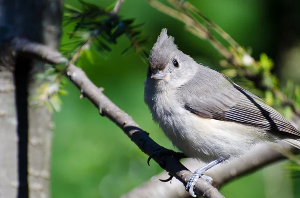 Young Tufted Titmouse Perched on a Branch — Stock Photo, Image