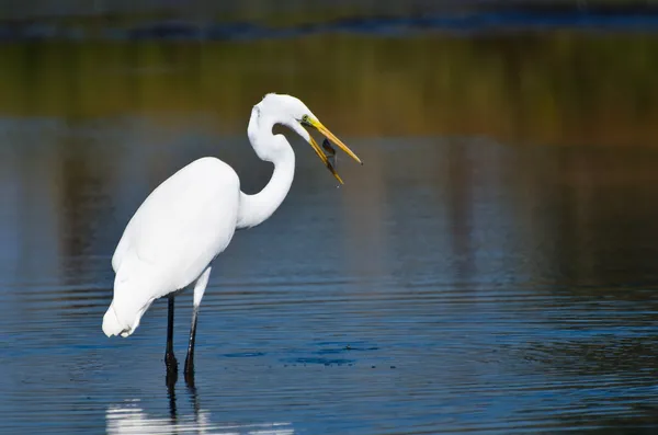 Great Egret With Caught Fish in Autumn — Stock Photo, Image