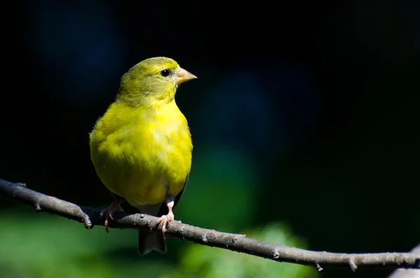 Cardellino americano femminile contro uno sfondo verde — Foto Stock