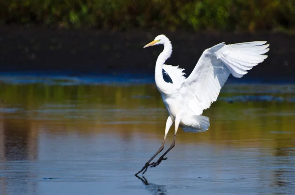 Grands aigrettes débarquant en eau peu profonde — Photo