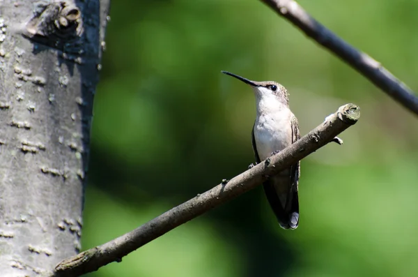 Ruby - Vitstrupig hummingbird uppflugen i ett träd — Stockfoto