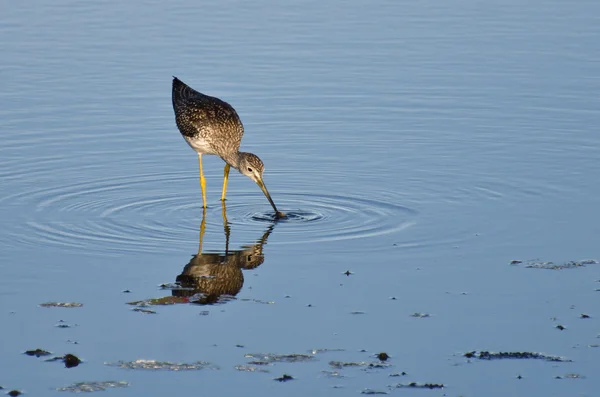 Sandpiper cattura di un pesce — Foto Stock