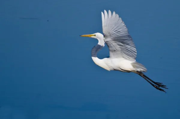 Grande ingordigia in volo — Foto Stock