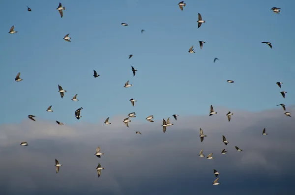 Rebanho de andorinhas voando em Cloudy Sk — Fotografia de Stock