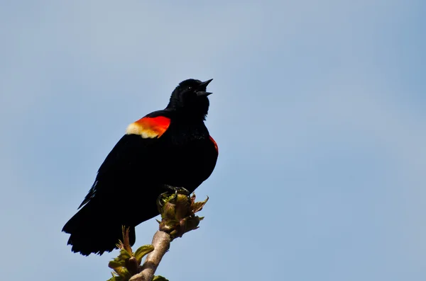Red-Winged Blackbird Calling With a Trill — Stock Photo, Image
