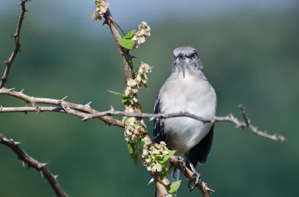 Angry Northern Mockingbird Empoleirado em uma árvore — Fotografia de Stock