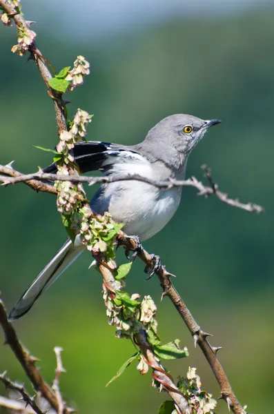 Mockingbird do norte Empoleirado em uma árvore — Fotografia de Stock