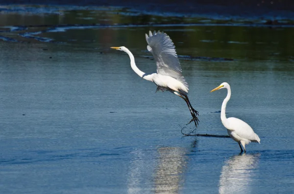 uçuş alarak büyük ak balıkçıl