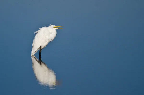 Great Egret Wading in Shallow Water — Stock Photo, Image