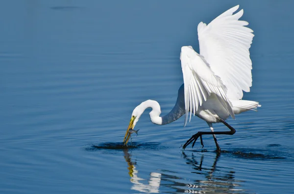 Great Egret With Caught Fish — Stock Photo, Image