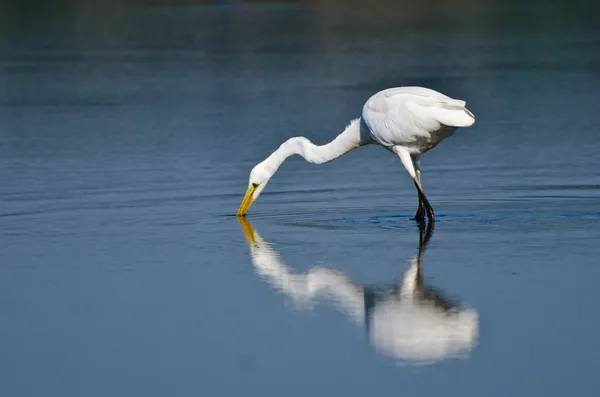 Great Egret Hunting for Fish — Stock Photo, Image