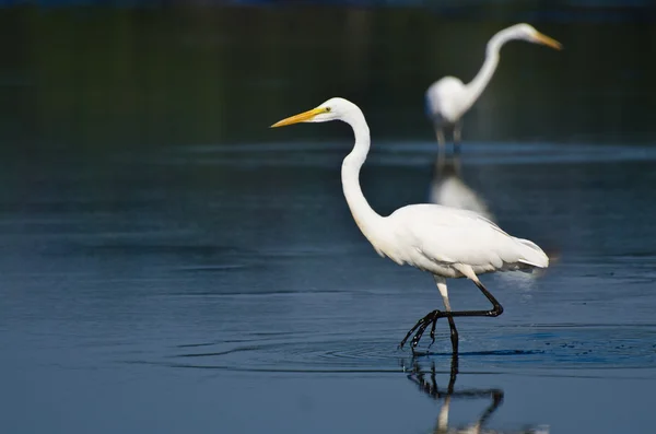 Dois grandes Egrets Caça para peixes — Fotografia de Stock