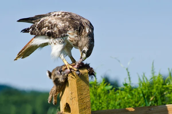 Red-Tailed Hawk Eating Captured Rabbit — Stock Photo, Image