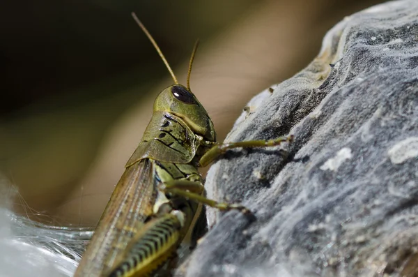 Sprinkhaan rustend op Kroontjeskruid pod — Stockfoto