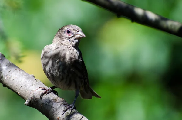 House Finch with Avian Conjunctivitis Disease — Stock Photo, Image