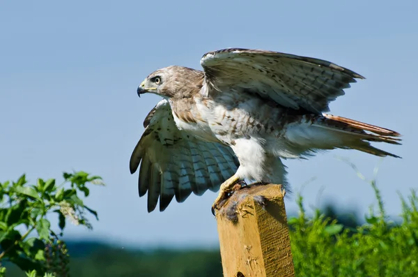 Red - tailed hawk nemen naar vlucht Stockafbeelding